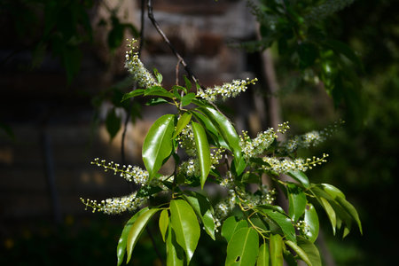 A branch of a blooming Black Cherry tree - Prunus serotina, commonly wild black cherry, rum cherry,...