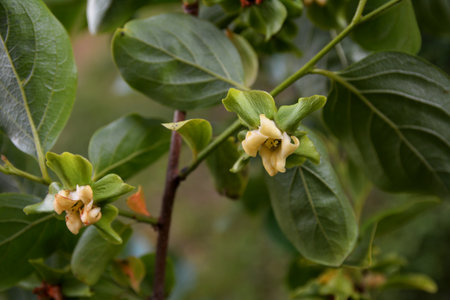 Three wild Persimmon blooms, one open and two budding, in spring.Closeup of a small yellow wild Persimmon tree flower.の写真素材