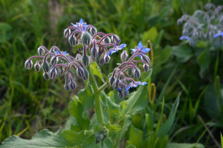 Borage flowers close up (Borago officinalis).blue flowers in bloom. Borago starflower is favorite...