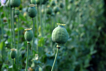 Opium poppy heads, close-up. Papaver somniferum, commonly known as the opium poppy or breadseed poppy, is a species of flowering plant in the family Papaveraceae.の写真素材