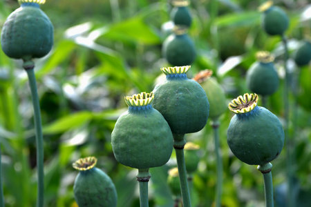 Opium poppy heads, close-up. Papaver somniferum, commonly known as the opium poppy or breadseed poppy, is a species of flowering plant in the family Papaveraceae.の写真素材