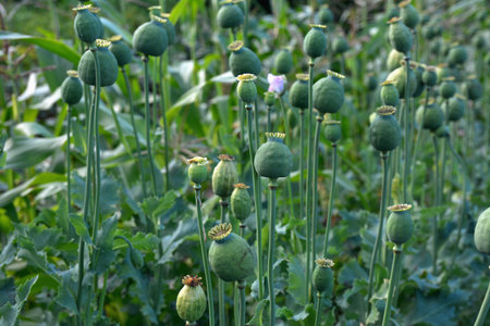 Opium poppy heads, close-up. Papaver somniferum, commonly known as the opium poppy or breadseed poppy, is a species of flowering plant in the family Papaveraceae.の写真素材