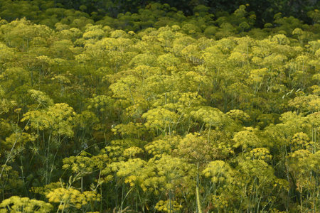 Close up of aromatic Dill (Anethum graveolens) with small flowers - umbels, growing in village...