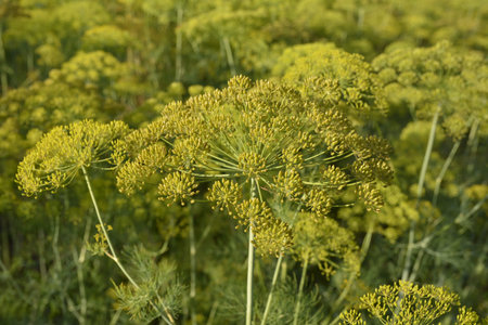 Close up of aromatic Dill (Anethum graveolens) with small flowers - umbels, growing in village...