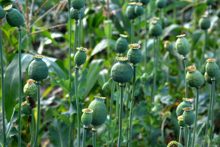 Opium poppy heads, close-up. Papaver somniferum, commonly known as the opium poppy or breadseed poppy, is a species of flowering plant in the family Papaveraceae.の写真素材