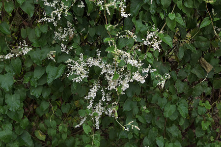 Fallopia aubertii, Silvervine Fleeceflower - delicate, white, small and inconspicuous flowers; collected in a long, loose panicles, white vine, white flowering vineの写真素材