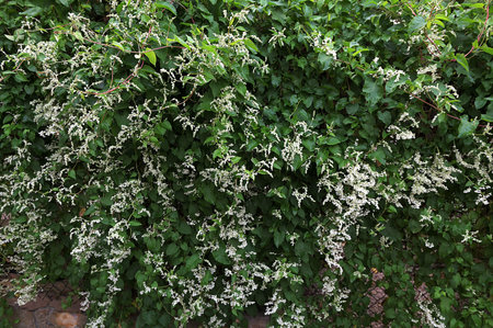Fallopia aubertii, Silvervine Fleeceflower - delicate, white, small and inconspicuous flowers; collected in a long, loose panicles, white vine, white flowering vineの写真素材