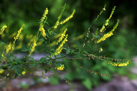 In the wild bloom Melilotus officinalis - honey, essential oil and medicinal plant.Close-up of yellow flowering plant on fieldの写真素材