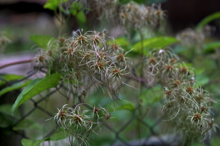 Seed heads with fluffy silky appendages of clematis vitalba in autumn. Wild ivy, forest vine, old...