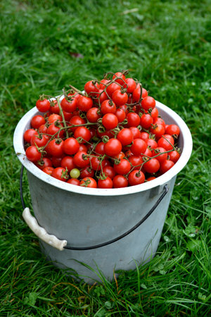 Close-up of freshly picked cherry tomatoes.Bright red fresh ripe cherry tomatoes.A full bucket of cherry tomatoes.の写真素材