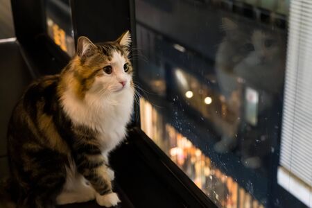 A cat looking out the window at night with a melancholy expressionの写真素材