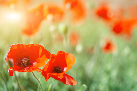 Beautiful summer field of red blooming poppies flowers or papaver rhoeas poppy in the sunset light....