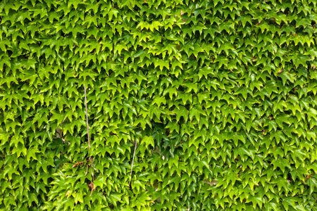 Natural Green thuja leaves wall background, pattern