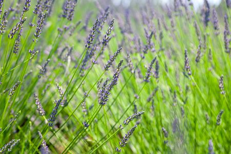 Selective focus on lavender flower in flower garden - lavender flower lit by sunlightの写真素材