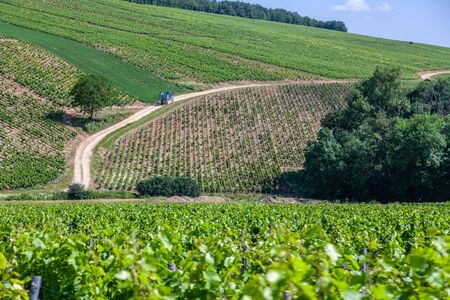 Closeup panoramic shot rows summer vineyard scenic landscape, plantation, beautiful wine grape branches, sun, sky, limestone land. Concept autumn grapes harvest, nature agriculture backgroundの写真素材