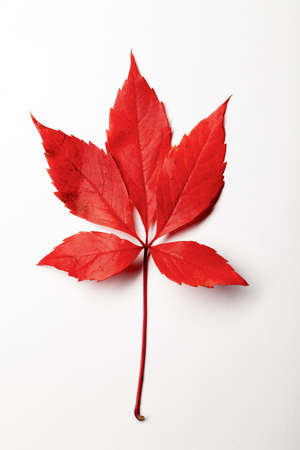 Close-up red autumn maple colorful leave, texture backgroundの写真素材