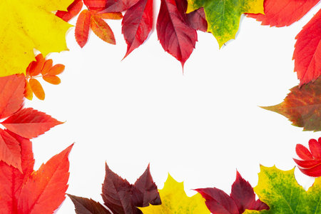 Frame from many autumn colorful leaves, texture background