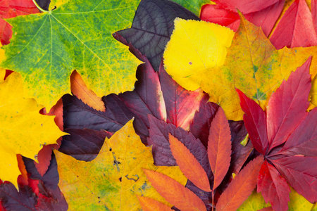 Collection of different autumn colored leaves, texture background