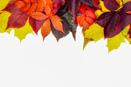 Autumn composition, frame of autumn colored leaves set