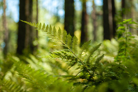Close-up green fern branch, fresh foliage leaves in sunlights