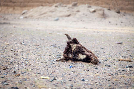 Head of a dead bull with horns and skin on the background of the groundの写真素材