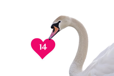 white swans and pink hearts for valentine's day.AI generative.の素材