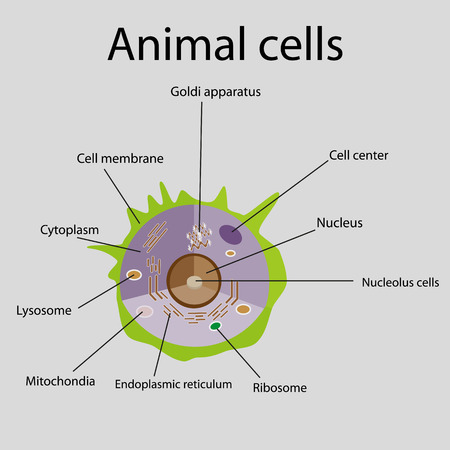 The internal structure of an animal cell. Illustrationのイラスト素材