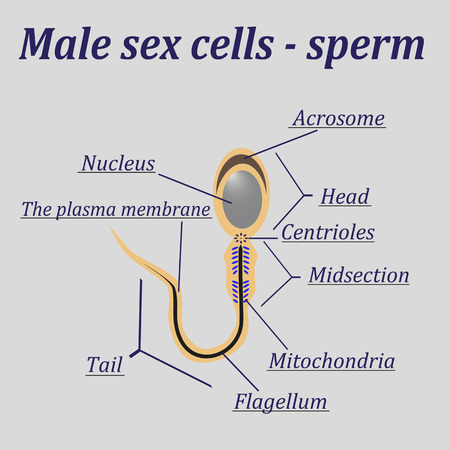 Diagram of the male sex cells - sperm.のイラスト素材