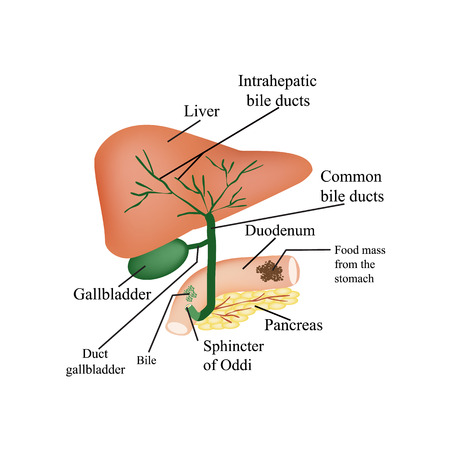 The anatomical structure of the liver, gallbladder, bile ducts and pancreas. Vector illustration on isolated background.