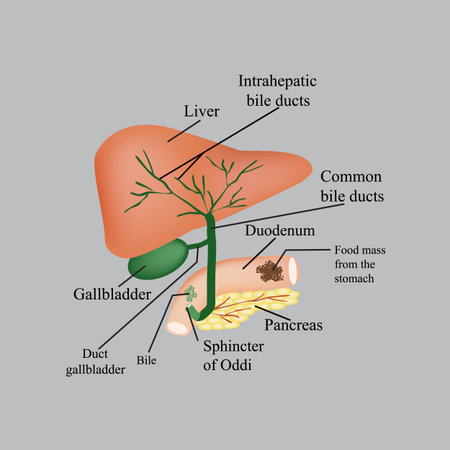 The anatomical structure of the liver, gallbladder, bile ducts and pancreas. Vector illustration on...