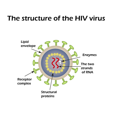 The structure of the AIDS virus. HIV. World AIDS Day. Vector illustration.のイラスト素材