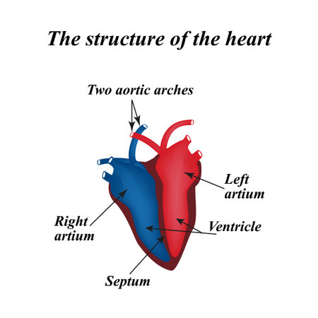 The structure of the heart. Info graphics.のイラスト素材