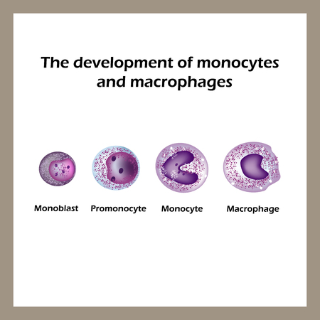 The development of monocytes and macrophages. Infographics. Vector illustration.のイラスト素材