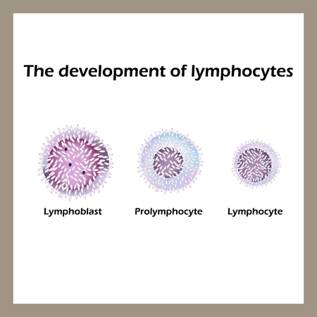 Development of lymphocytes. Height lymphocytes. Infographics. Vector illustration an isolated backgroundのイラスト素材