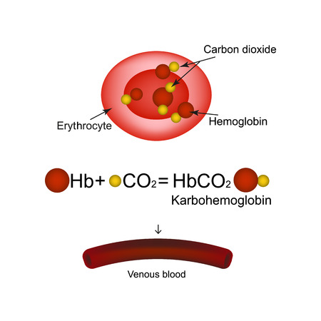 Karbogemoglobin. Hemoglobin carries carbon dioxide. Infographics. Vector illustration on isolated background.のイラスト素材