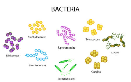 Set of bacteria. Staphylococcus, Streptococcus, Streptococcus pneumoniae, Escherichia, coli,...