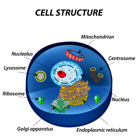 Structure of human cells. Organelles. The core nucleus, endoplasmic reticulum, Golgi apparatus, lysosomes, ribosomes, mitochondria centriole Vector illustrationのイラスト素材