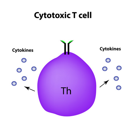 Cytotoxic cells. Cytokines. Cell immunity Infographics Vector illustrationのイラスト素材