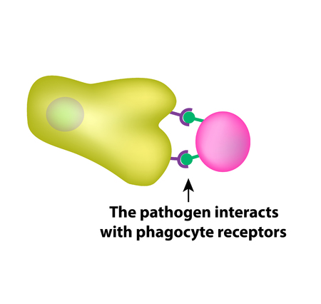 Innate immunity. Adaptive specific immunity. Phagocytosis. Infographics vector illustrationのイラスト素材