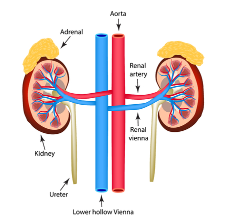 Structure of kidneys. Vector illustration on isolated background.のイラスト素材