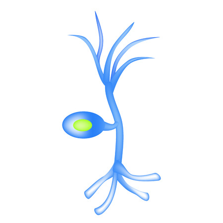 The structure of the sensory neuron. Infographics. Vector illustration on isolated background.のイラスト素材