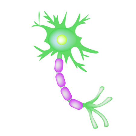 The structure of the motor neuron. Infographics. Vector illustration on isolated background.のイラスト素材