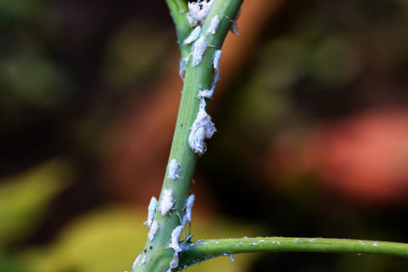 White insects on the plant.