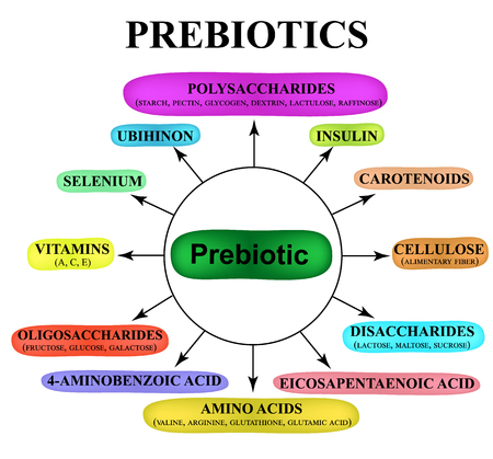 Substances prebiotics food for lactobacilli and bifidobacteria infographics vector illustrationのイラスト素材