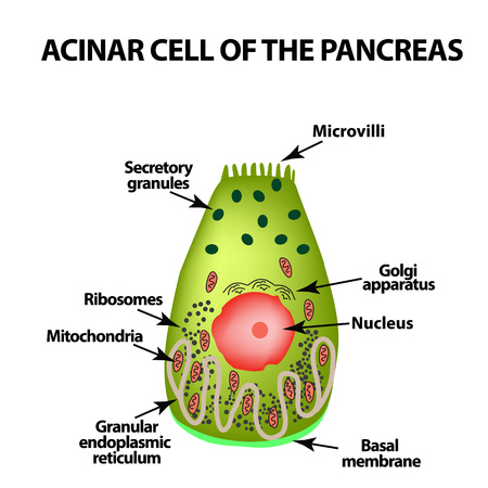 Acinar cell of the pancreas. Acinus. Info-graphics. Vector illustration on isolated background.のイラスト素材