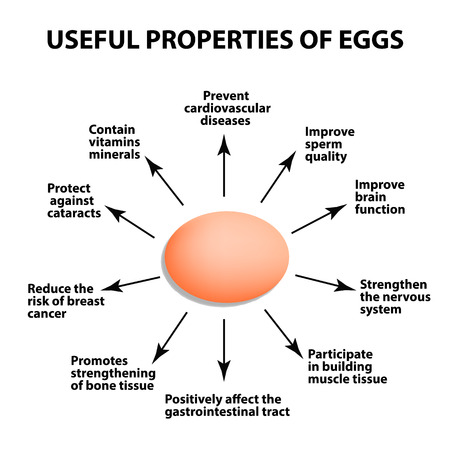 Useful properties of chicken egg, infographics vector illustration on isolated background.のイラスト素材