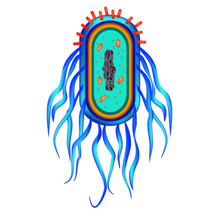 The structure of the bacteria Salmonella. Infographics. Vector illustration on isolated backgroundのイラスト素材