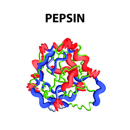 Pepsin is a molecular chemical formula. Enzyme of the stomach. Infographics. Vector illustration on an isolated backgroundのイラスト素材