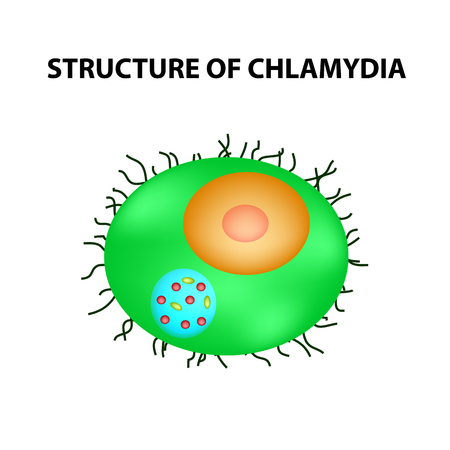 The structure of chlamydia. Urogenital vaginal infection. Infographics. Vector illustration on isolated backgroundのイラスト素材