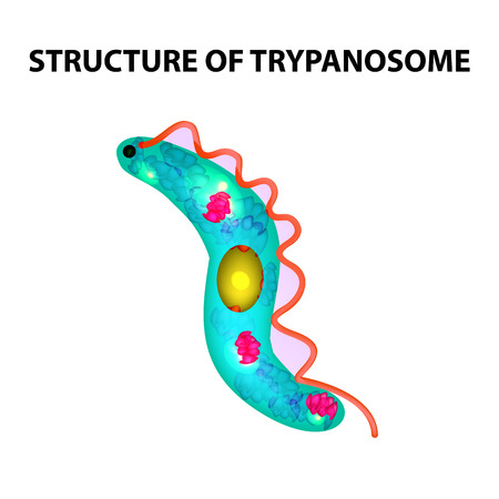 The structure of trypanosome. Infographics vector illustration on isolated background.のイラスト素材